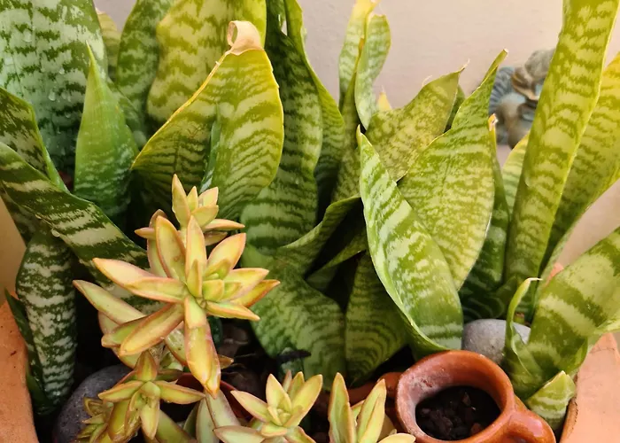 Paraiso Del Mar Apartment *